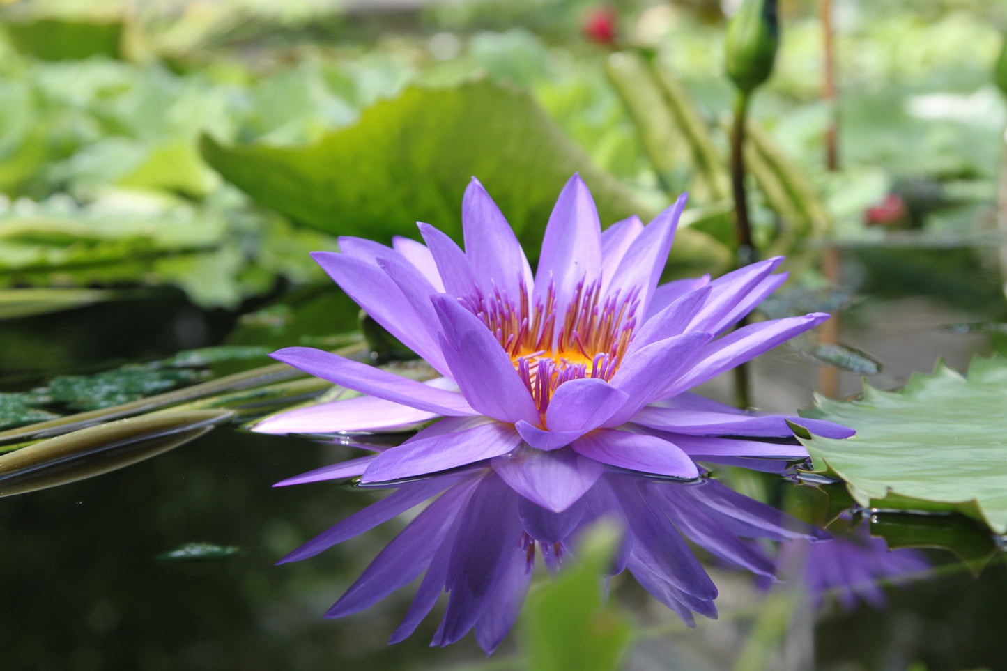 Lotus Awakening